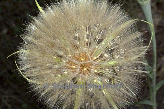 tragopogon species seedhead 2 graphic